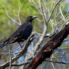 Fletnak tasmansky - Strepera fuliginosa - Black Currawong o6941